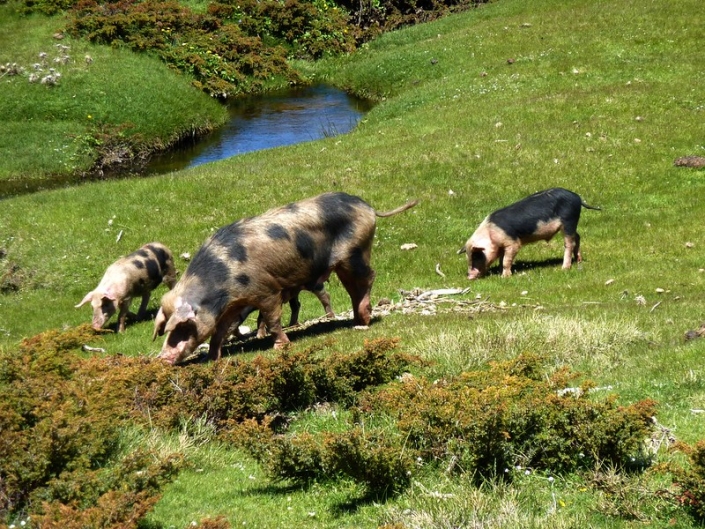 Vers Castellu d'Urnucciu