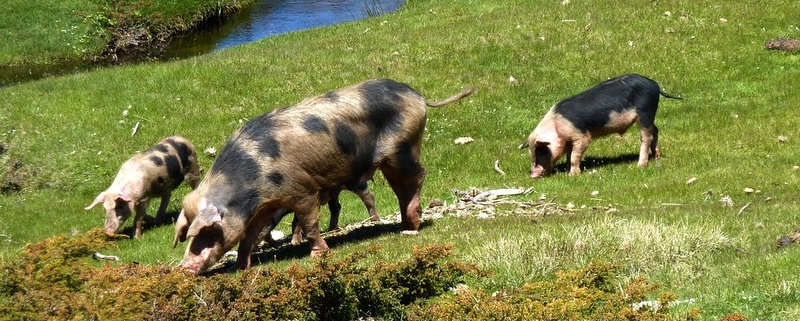 Vers Castellu d'Urnucciu