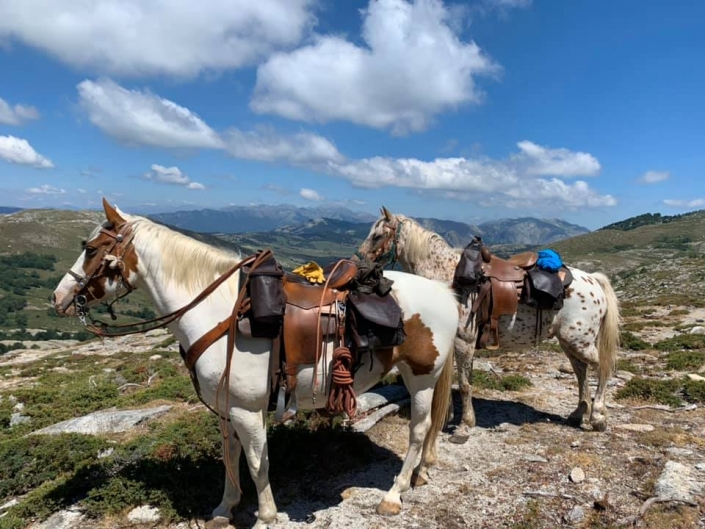 I CHJASSI DI L'ALTAGNA Chevaux et paysage