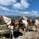 I CHJASSI DI L'ALTAGNA Chevaux et paysage