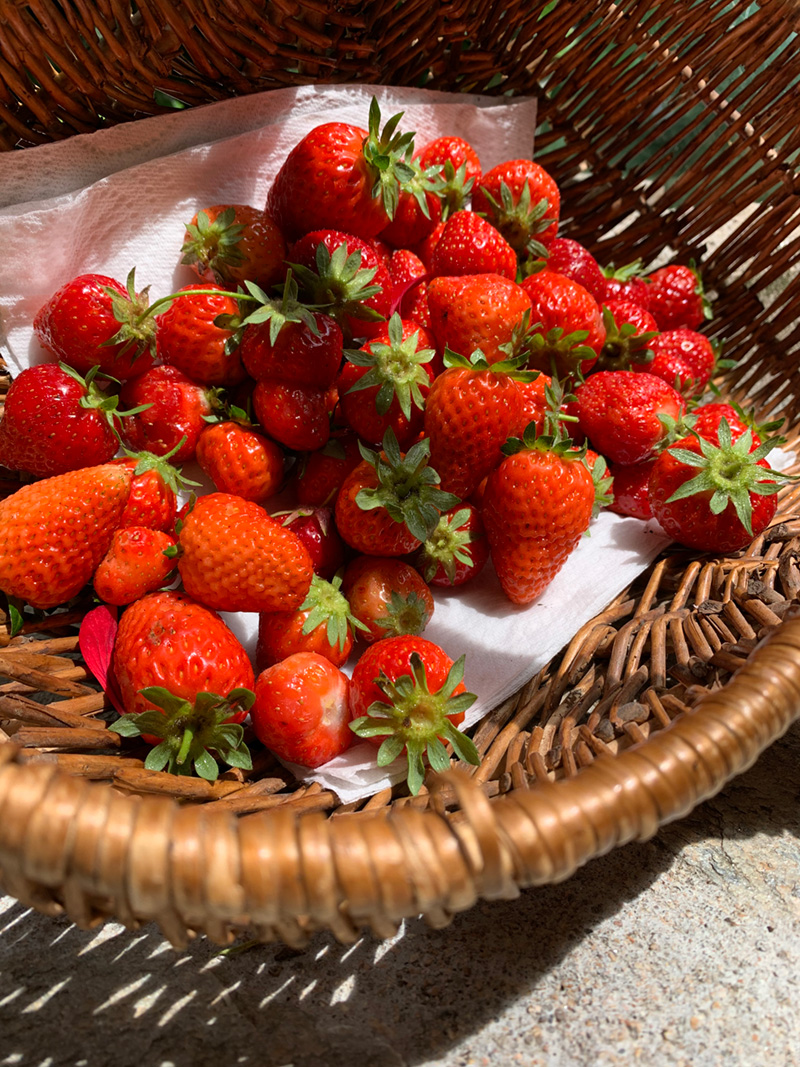 Panier de fraises du jardin